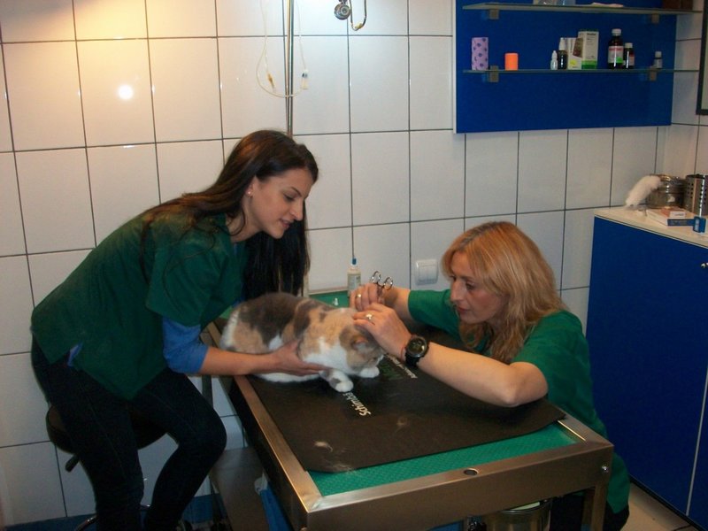Trivetorex - cabinet veterinar